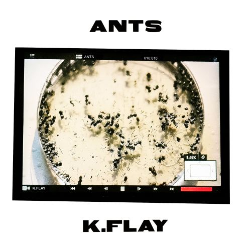 K.Flay - “Ants”